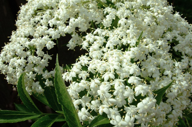 Elderflower