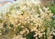 Detail of white Elderflower head.