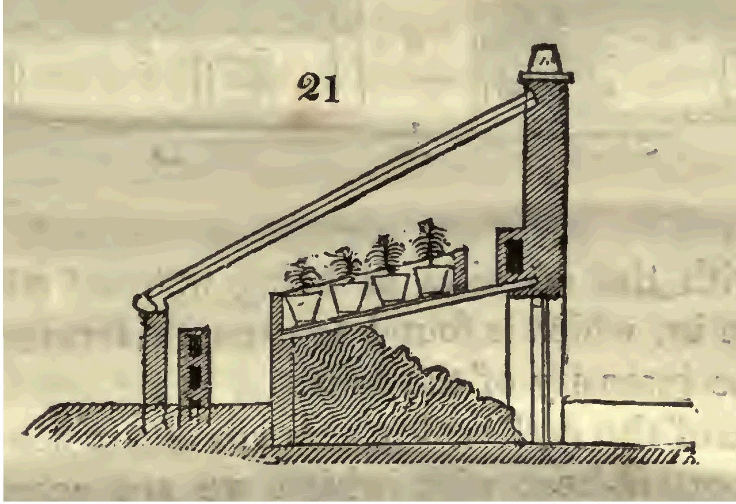 Thomas Jenkins' method of raising pineapples