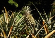 A pineapple growing in the kitchen garden at Vaucluse House.