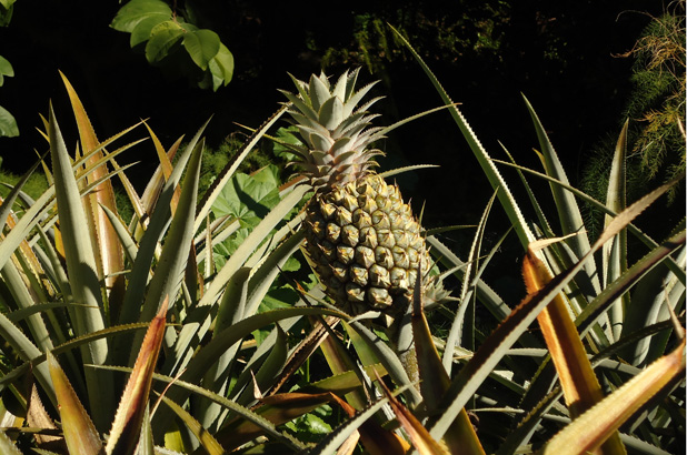 A pineapple growing in the kitchen garden at Vaucluse House.