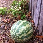 Self-seeded jam melon at Vaucluse House