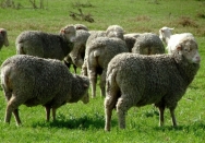 Merino sheep in a paddock at the Elizabeth Macarthur Agricultural Institute.