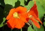 Bright orange Nasturtium flowers in the garden at Vaucluse House.