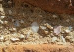 Small pieces of shell can be seen in between the bricks at Hyde Park Barracks.