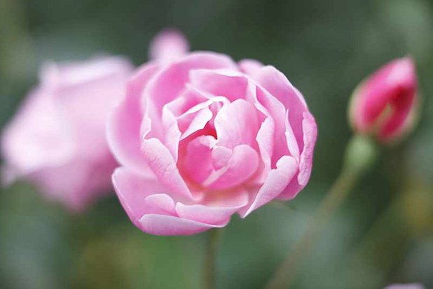 Pink China roses from the Elizabeth farm garden 