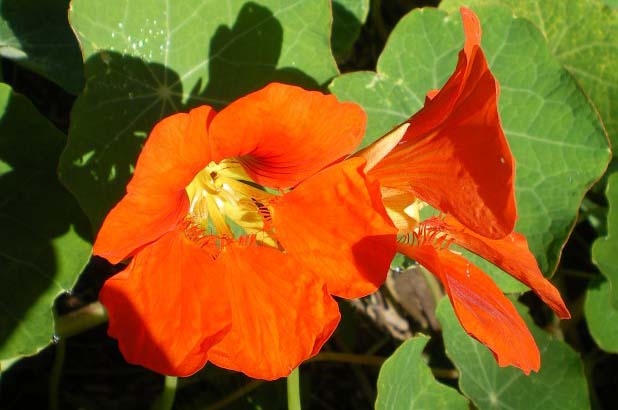 Bright orange Nasturtium flowers in the garden at Vaucluse House.