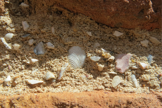 Small pieces of shell can be seen in between the bricks at Hyde Park Barracks.