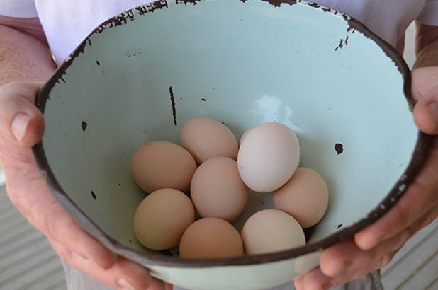 Eggs from the chickens at Rouse Hill House and Farm