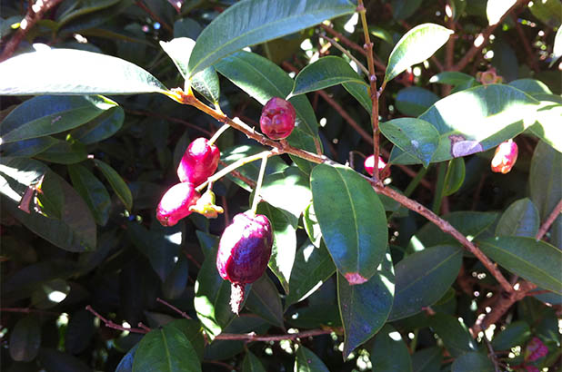 Lilly pilly tree.