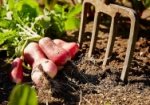 Unearthing vegatables grown in a kitchen garden.