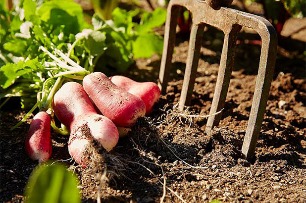 Unearthing vegatables grown in a kitchen garden.