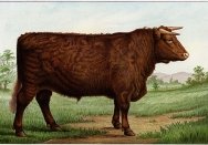 Illustration of a prize shorthorn