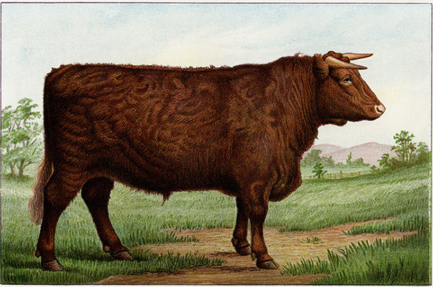 Illustration of a prize shorthorn