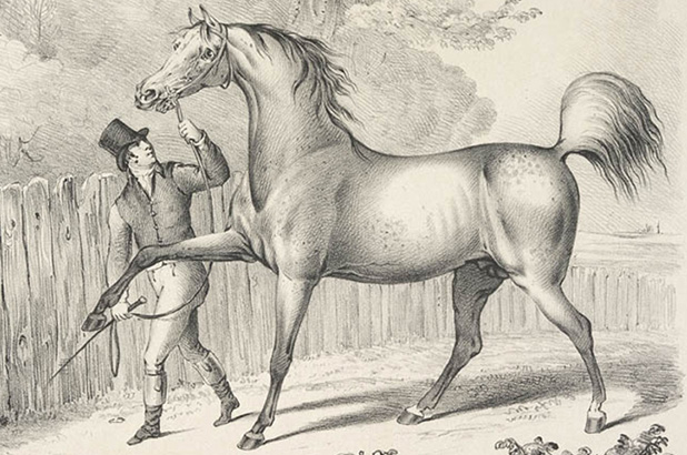 Detail of a lithograph of a race horse