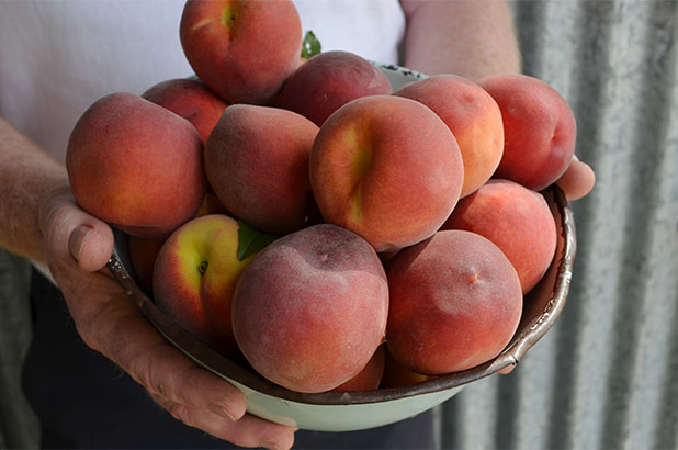 Peaches fresh from the tree.