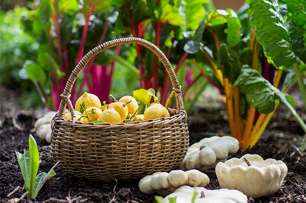 Produce from the garden.