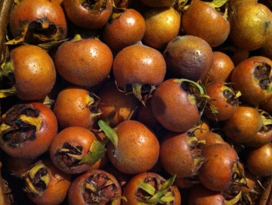 Medlars day 3