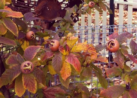 Medlars on the tree