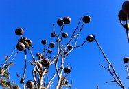 Winter medlars Vaucluse House kitchen garden