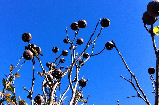 Winter medlars Vaucluse House kitchen garden