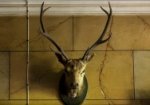 Stag trophy in the vestibule at Rouse Hill House