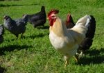 Davros the rooster and chickens at Rouse Hill House