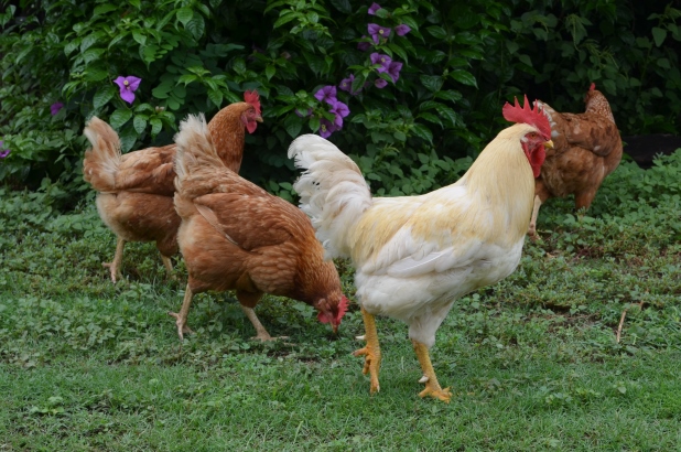 Davros the rooster and the Isa Brown chickens at Rouse Hill.