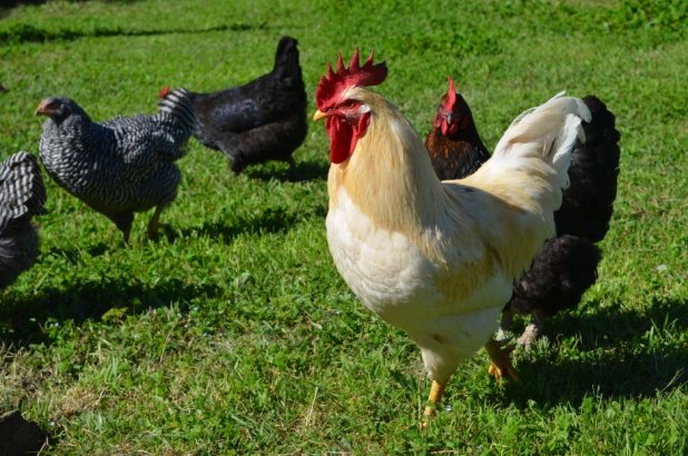 Davros the rooster and chickens at Rouse Hill House