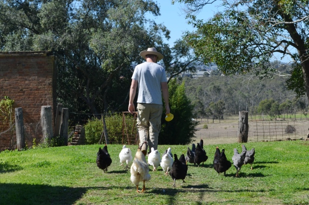 Farm manager Lawrence with his chicken entourage at Rouse Hill House and Farm