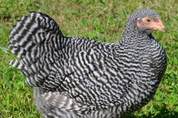 Plymouth Rock chicken at Rouse Hill House