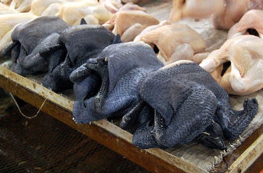 Dark Silkie chickens