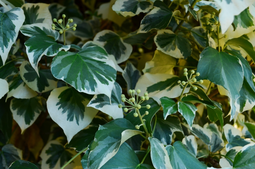 Variegated ivy growing at Rouse Hill House