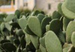 Prickly pear hedge guarding the Vaucluse House kitchen garden