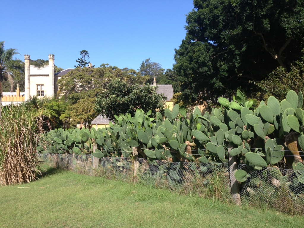 Prickly pear hedge at the Vaucluse House kitchen garden