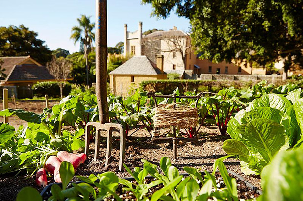 All the makings of an heirloom salad in the kitchen garden at Vaucluse House