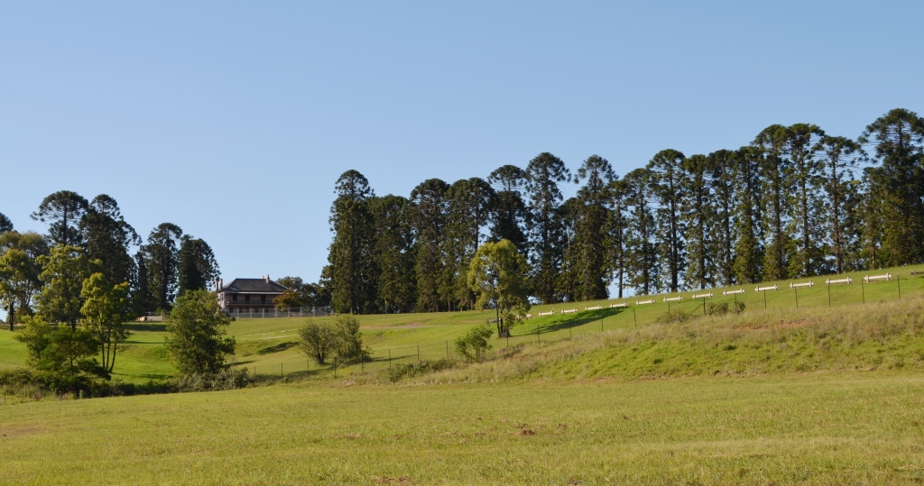 Bella Vista Farm and its Bunya pine avenue