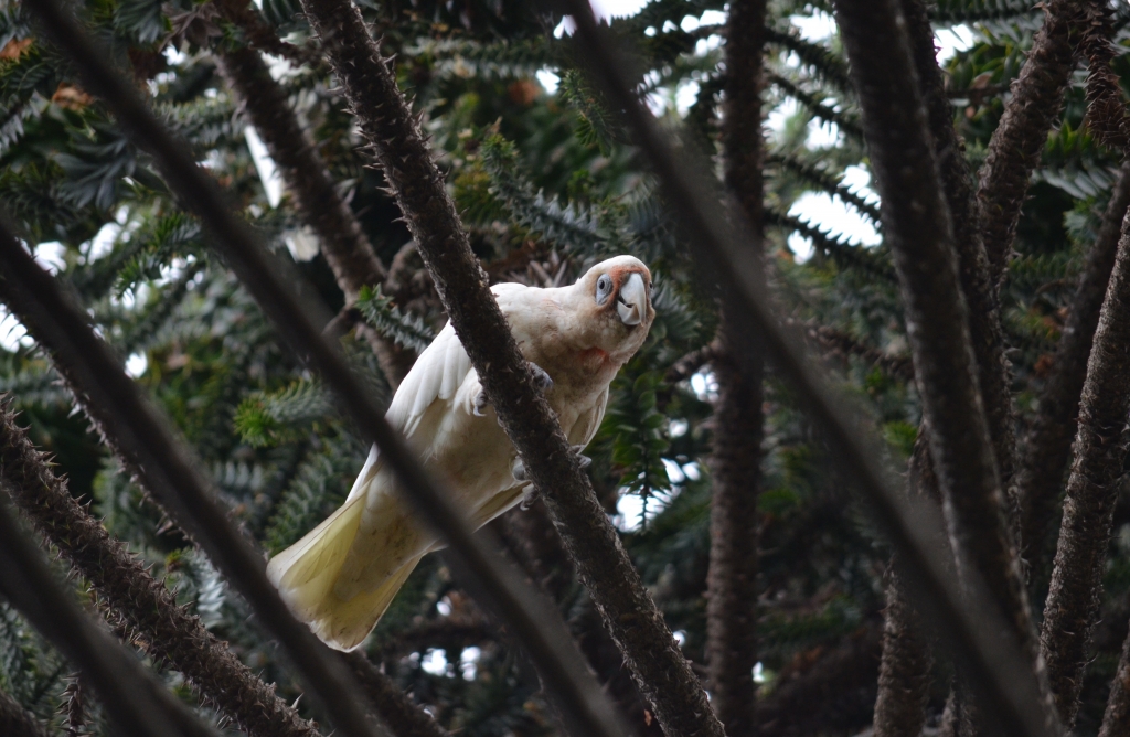 A corella peaking out of the bunya pine at Elizabeth Farm 