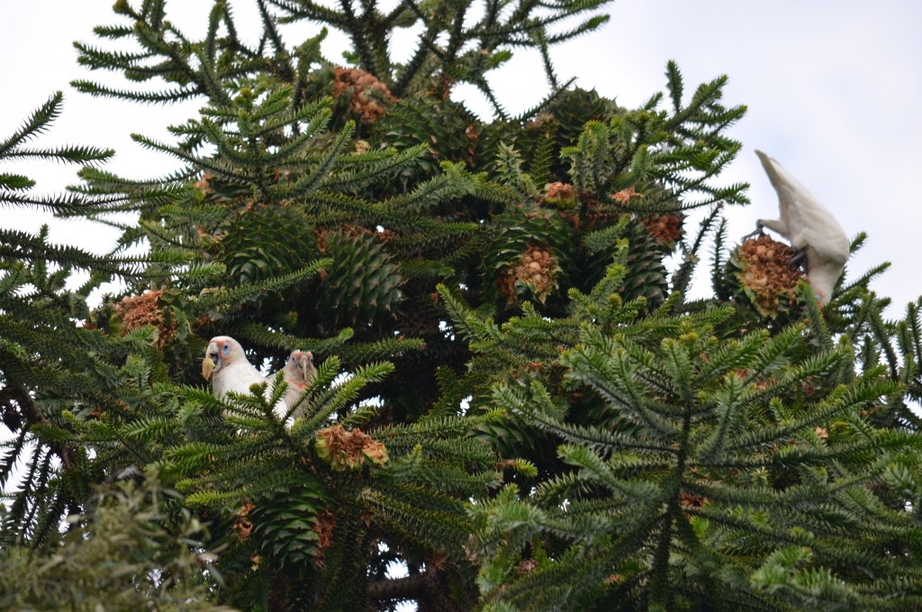 Corellas feasting on Bunya cones at Elizabeth Farm