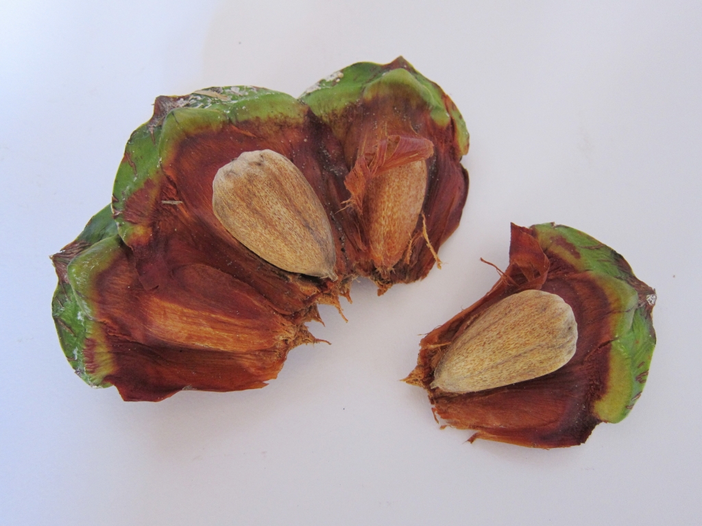 Bunya cone seeds