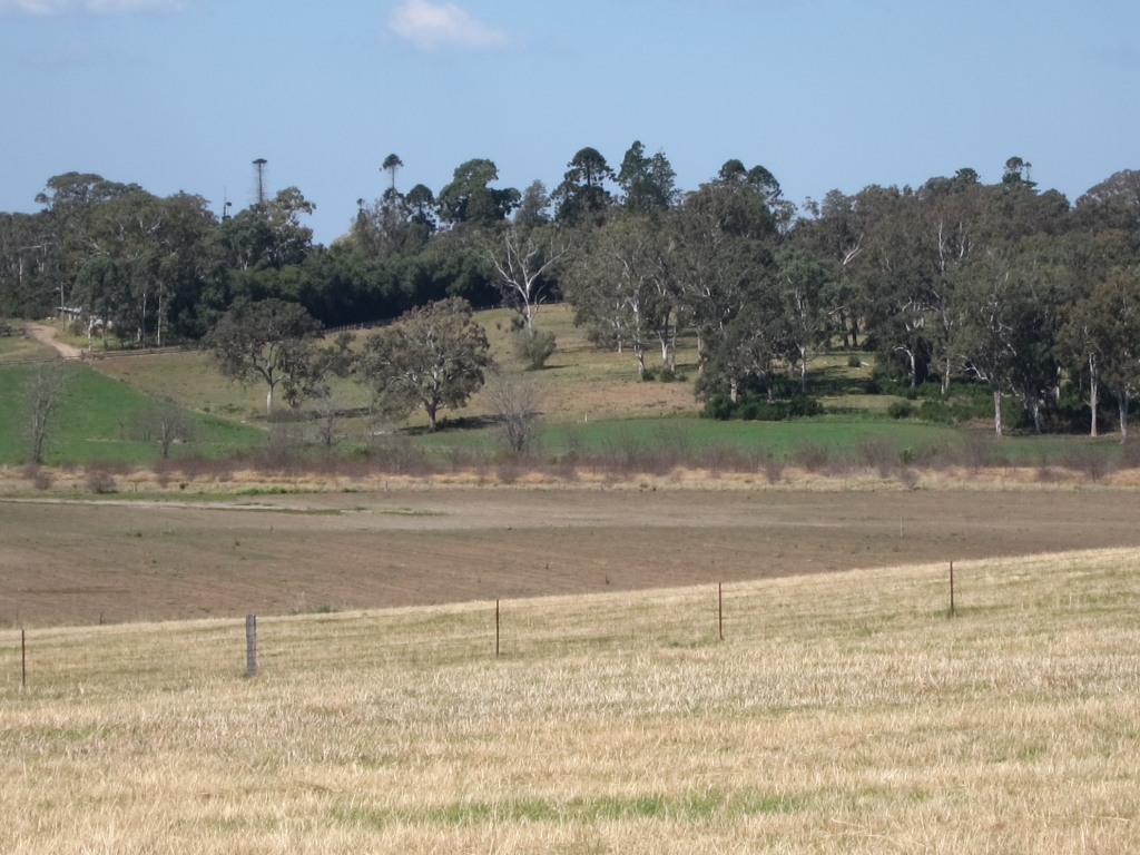 Distant view of Camden Park with distinctive Bunya pines 