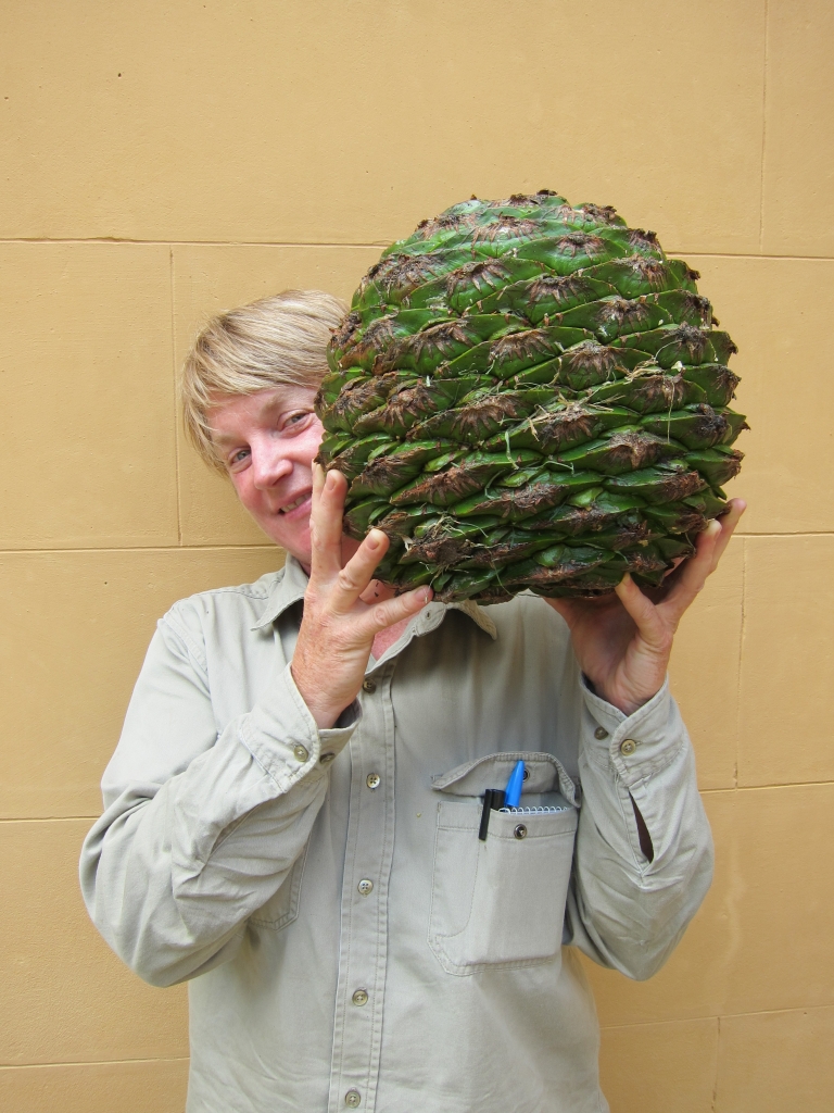 Anita Rayner with Bunya cone at Vaucluse House