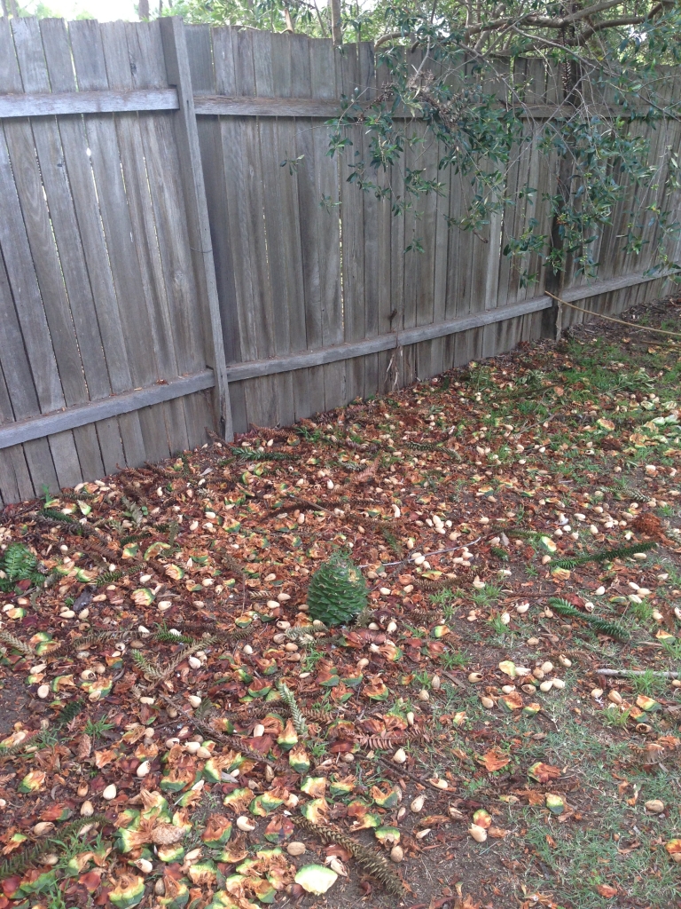 Bunya cones devoured by the birds at Elizabeth Farm