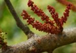 Carob tree flower at Rouse Hill