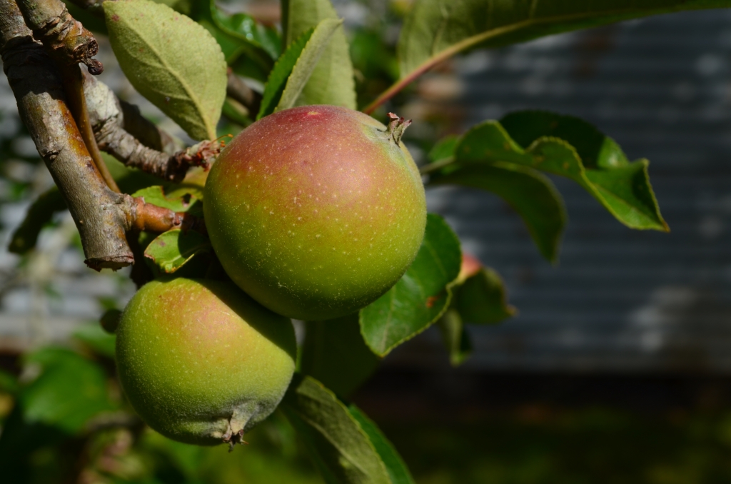 Apples at the cottage