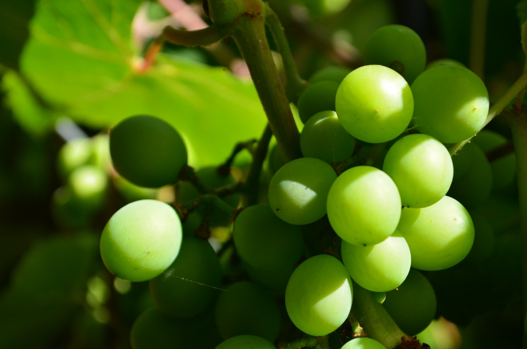 Grapes on the cottage verandah