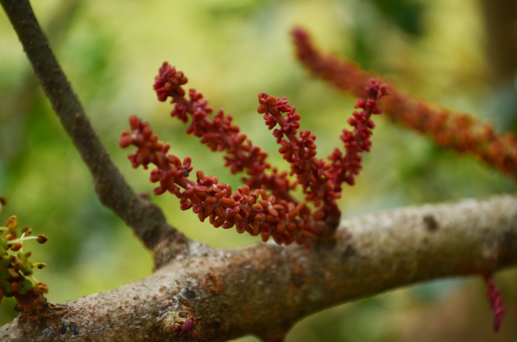 Red male carob tree flowers at Rouse Hill House