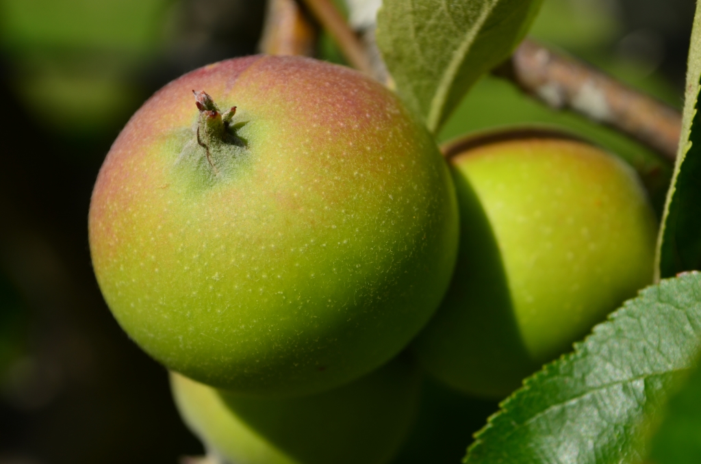 Tiny apples