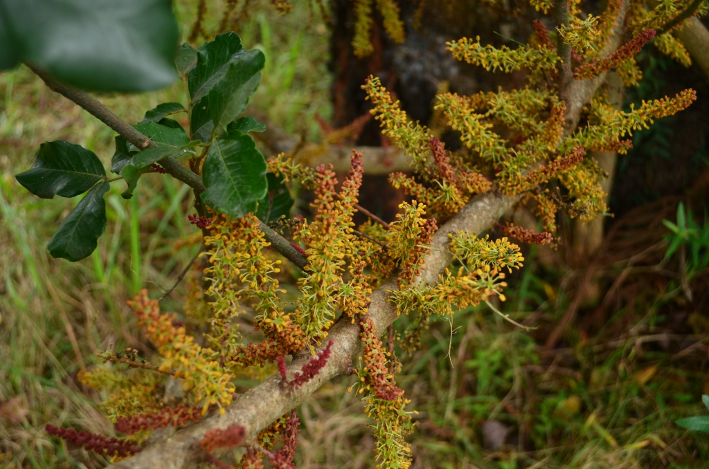 Clusters of yellow female carob flowers at Rouse Hill