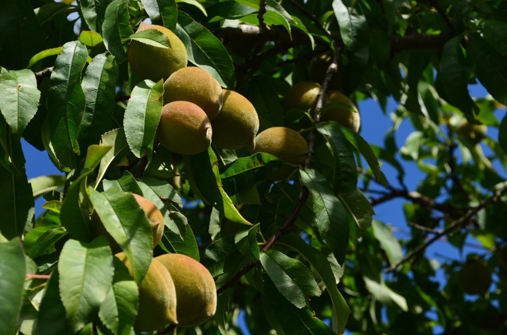 Young yellow peaches